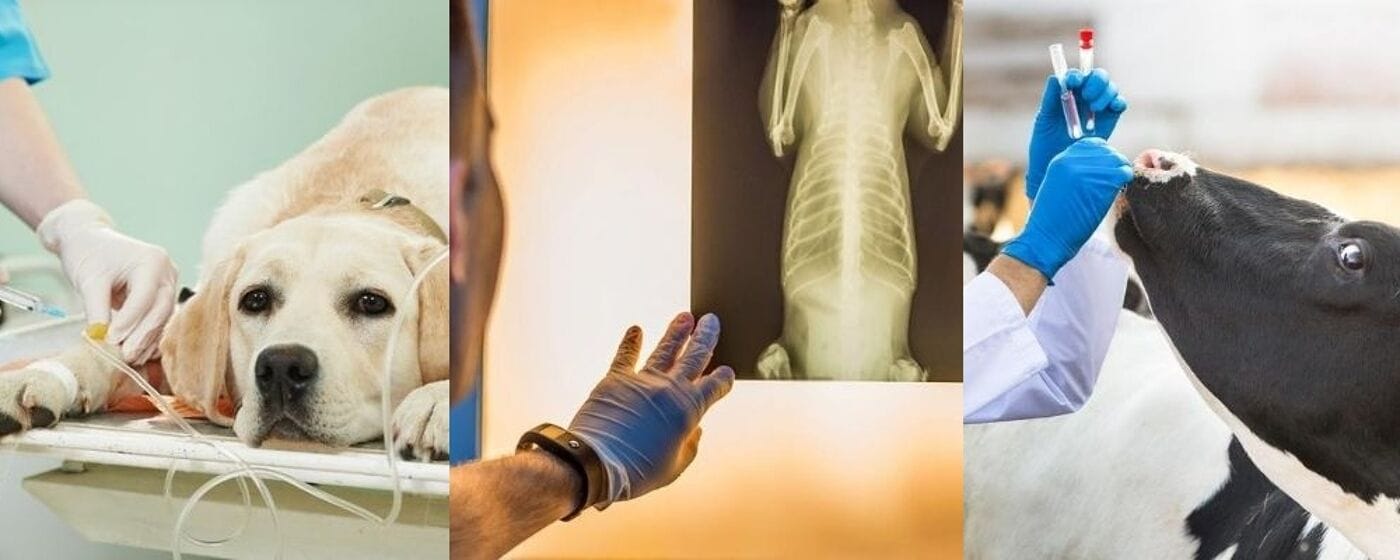 Veterinary Medicine Degree